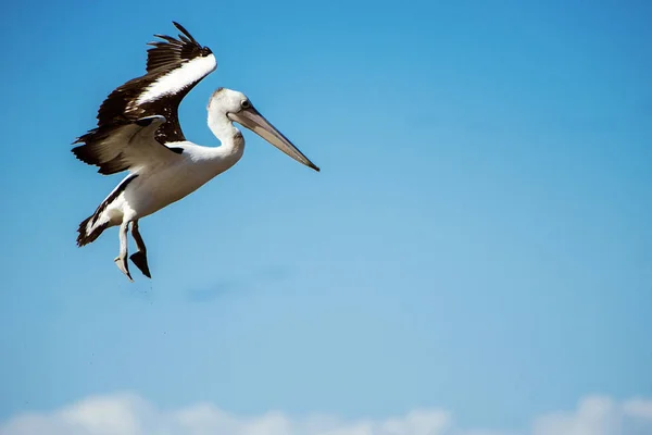 Pelicano australiano em voo — Fotografia de Stock