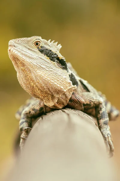Oost-water dragon — Stockfoto