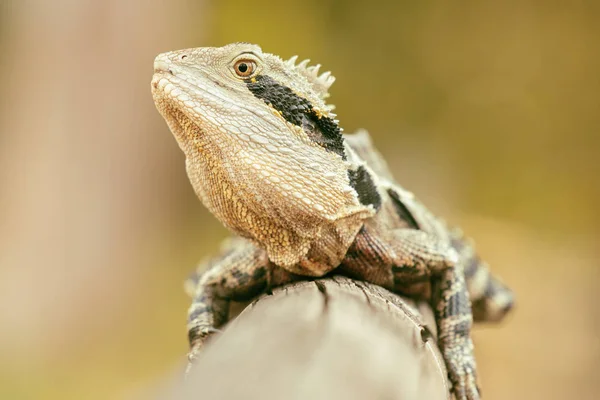 Östlicher Wasserdrache — Stockfoto