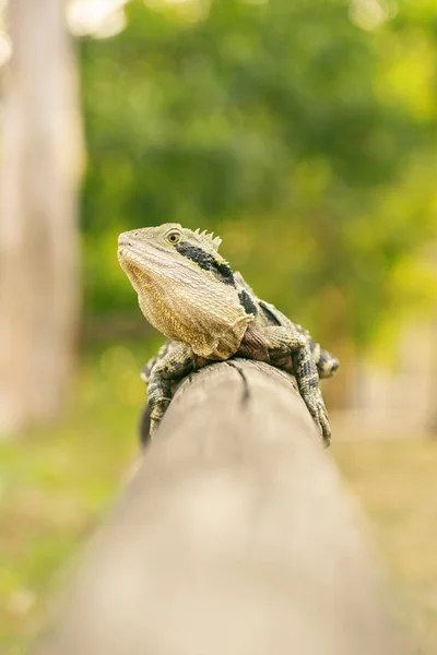 Doğu su dragon — Stok fotoğraf