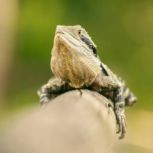 Oost-water dragon — Stockfoto