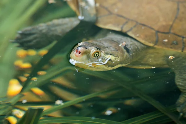 Kreffts Turtle também conhecido como Emydura krefftii — Fotografia de Stock