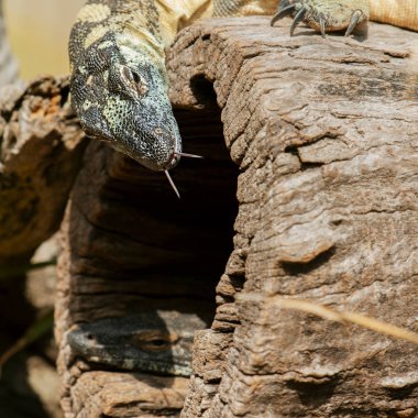Gün boyunca dantel monitörleri.
