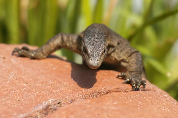 Mertens Water Monitor — Stock Photo, Image