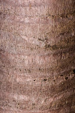 Gerçek bir makro ahşap dokunun detaylı yakın çekimi