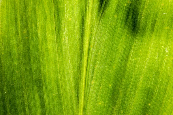 Gros Plan Détaillé Une Véritable Texture Macro Végétale — Photo