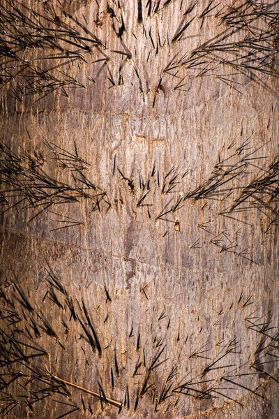 Detaljerad Närbild Verklig Makro Trä Struktur — Stockfoto
