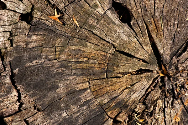 真实的宏观木材纹理的详细特写 — 图库照片