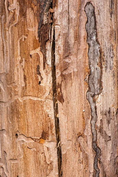 Szczegółowe Zbliżenie Rzeczywistej Struktury Makro Drewna — Zdjęcie stockowe