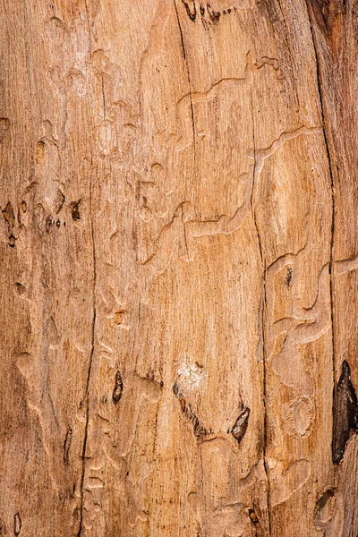 Detailní Záběr Skutečné Struktury Dřeva Makra — Stock fotografie