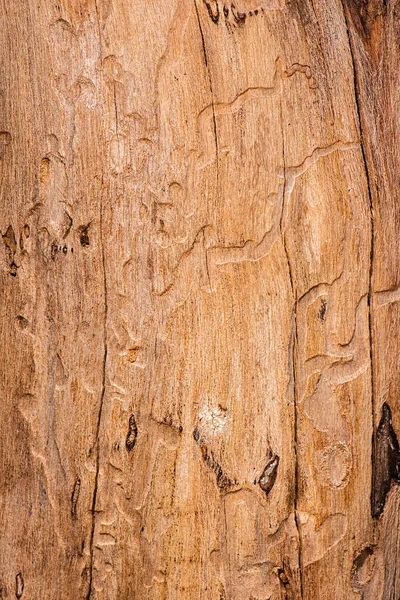 Detailed Closeup Real Macro Wood Texture — Stock Photo, Image