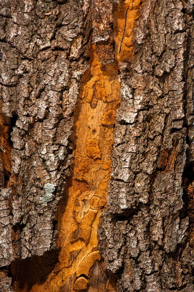 Primer Plano Detallado Una Textura Madera Macro Real — Foto de Stock