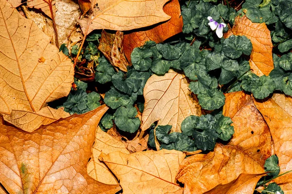 Detailed Closeup Real Macro Leaf Texture — Stock Photo, Image