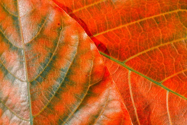 Detailed Closeup Real Macro Leaf Texture — Stock Photo, Image