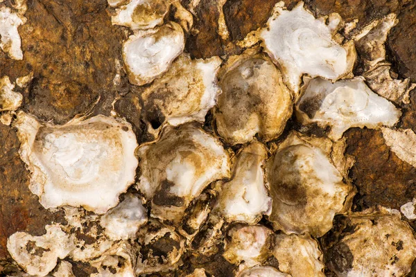 Real Oyster Shells detailed macro closeup texture or background