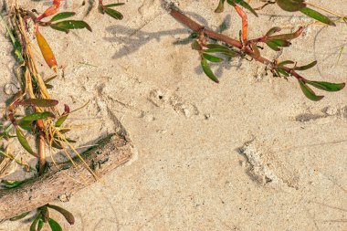 Gerçek kumsal kumu detaylı makro yakın çekim dokusu veya arka plan