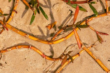Gerçek kumsal kumu detaylı makro yakın çekim dokusu veya arka plan