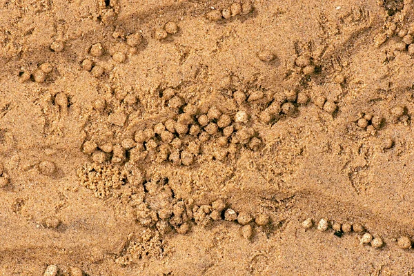 Real Strand Sand Detaljerad Makro Närbild Struktur Eller Bakgrund — Stockfoto