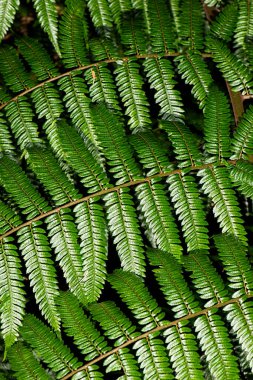 Gerçek bir makro bitki dokusunun detaylı yakın çekimi