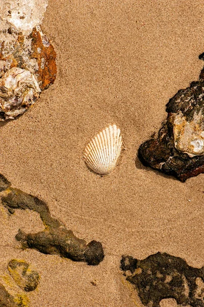 Real Seashells Szczegółowy Makro Zbliżenie Tekstury Lub Tła — Zdjęcie stockowe