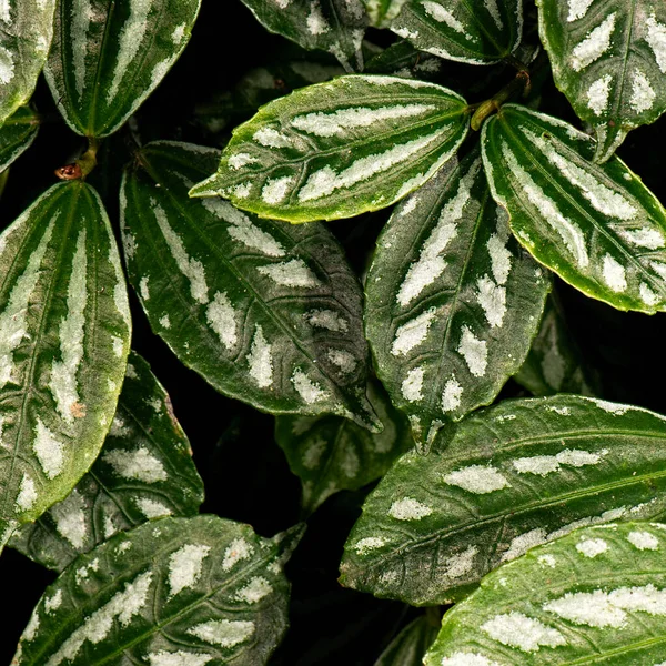 Detailed Closeup Real Macro Plant Texture — Stock Photo, Image