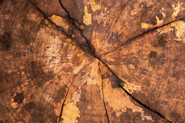 Gerçek bir makro ahşap dokunun detaylı yakın çekimi