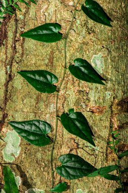 Gerçek bir makro ahşap dokunun detaylı yakın çekimi