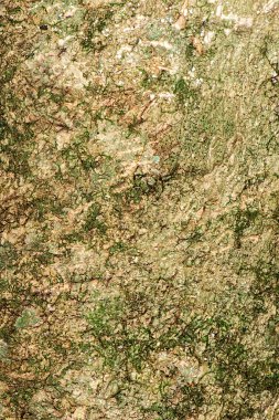 Gerçek bir makro ahşap dokunun detaylı yakın çekimi