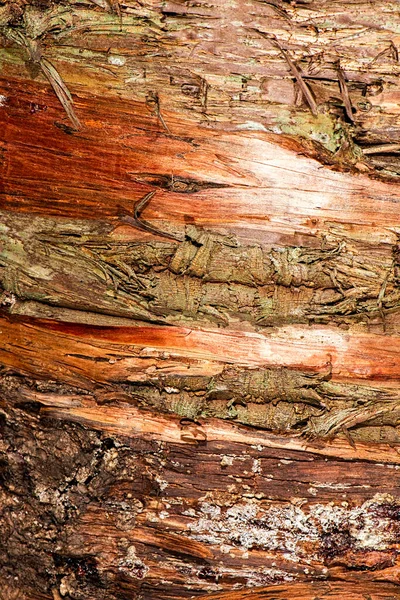 Dettagliato Primo Piano Una Vera Texture Macro Legno — Foto Stock