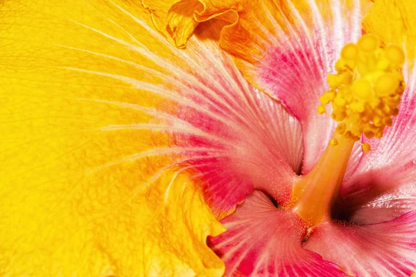 Primo Piano Dettagliato Una Vera Texture Floreale Macro Hibiscus — Foto Stock