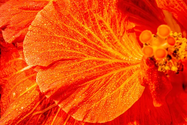 Closeup Detalhado Uma Verdadeira Macro Textura Flor Hibiscus — Fotografia de Stock