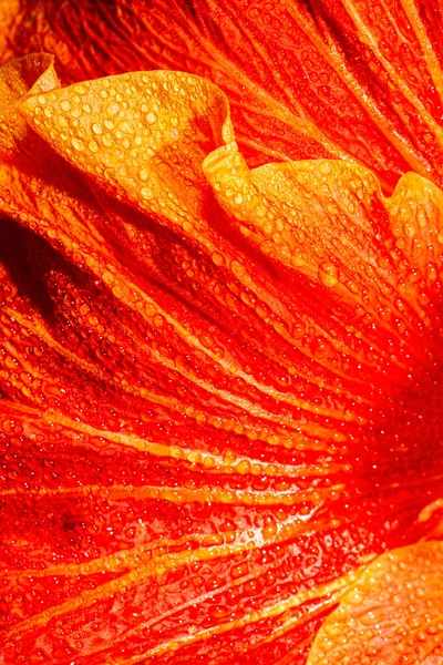 Closeup Detalhado Uma Verdadeira Macro Textura Flor Hibiscus — Fotografia de Stock