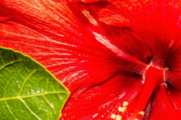 Részletes Közelkép Egy Igazi Makró Hibiszkusz Virág Textúra — Stock Fotó