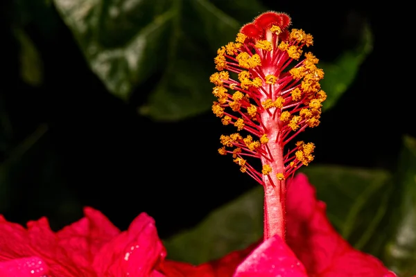 Szczegółowe Zbliżenie Prawdziwego Makra Hibiscus Tekstury Kwiatów — Zdjęcie stockowe