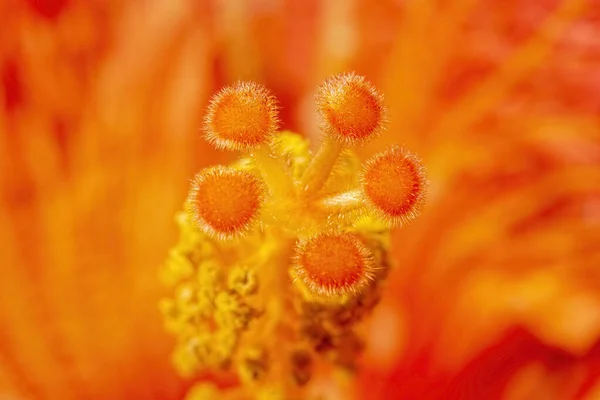 Closeup Detalhado Uma Verdadeira Macro Textura Flor Hibiscus — Fotografia de Stock