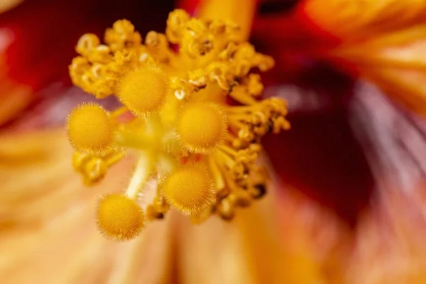 Primer Plano Detallado Una Textura Flor Hibisco Macro Real — Foto de Stock