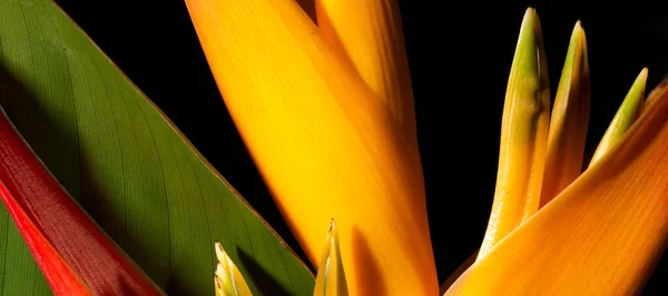 Real Detallado Primer Plano Macro Pájaro Del Paraíso Flor Textura —  Fotos de Stock