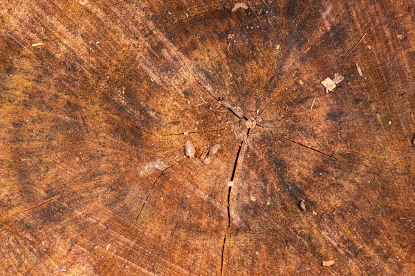 木材的详细特写宏观照片 — 图库照片