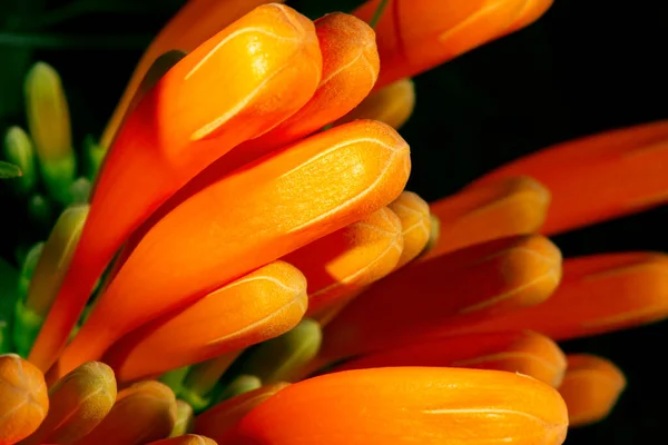 Closeup Macrofoto Detalhada Uma Flor — Fotografia de Stock