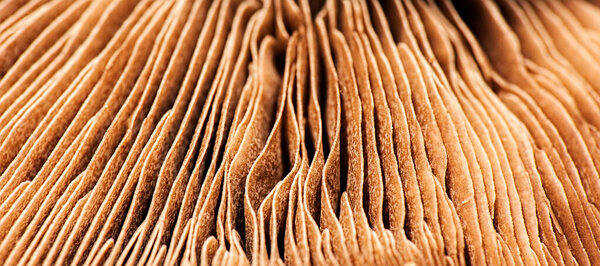 Подробное макрофото гриба
