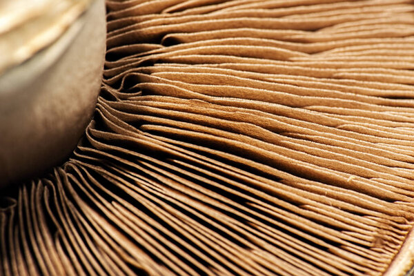 Подробное макрофото гриба
