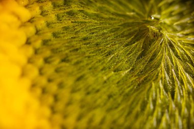 Güzel bir ayçiçeğinin aşırı Macro fotoğrafı. Çiçek dokusu arkaplanı.