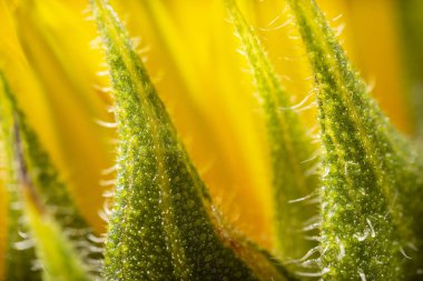 Güzel bir ayçiçeğinin aşırı Macro fotoğrafı. Çiçek dokusu arkaplanı.