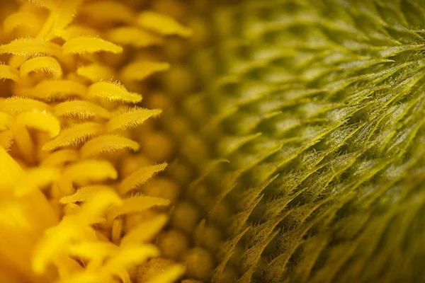 Extreme Macro Photo Beautiful Sunflower Flower Texture Background — Stock Photo, Image