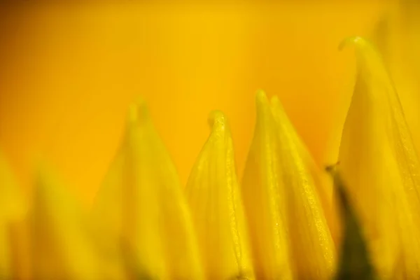 Foto Macro Extrema Girassol Bonito Fundo Textura Flor — Fotografia de Stock