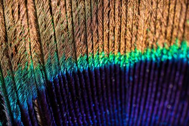 Canlı renklere ve dokulara sahip bir tavus kuşu tüyünün uç makro fotoğrafı. Doku arkaplanı. 