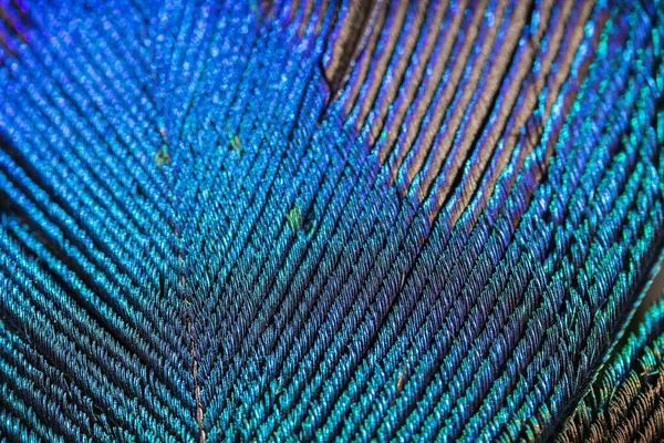 Extreme Macro Photo Peacock Feather Featuring Vibrant Colours Textures Texture — Stock Photo, Image