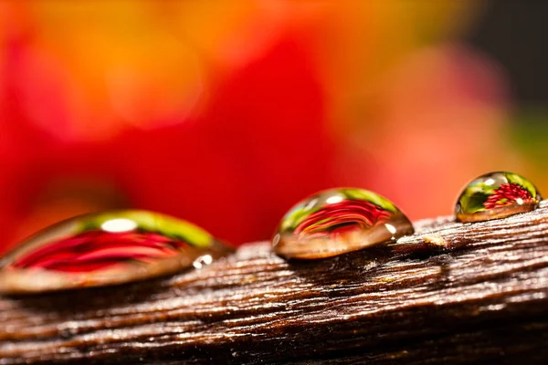 Bloem Met Druppelbreking Macro Achtergrond — Stockfoto