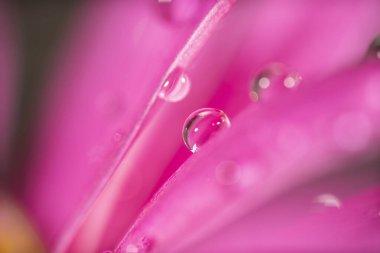 Mor ve sarı bir çiçeğin canlı makro fotoğrafı. Doku çiçek arkaplanı.