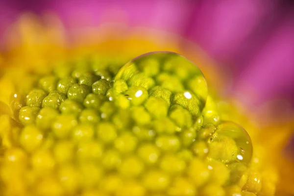 Foto Macro Vibrante Uma Flor Roxa Amarela Textura Fundo Floral — Fotografia de Stock